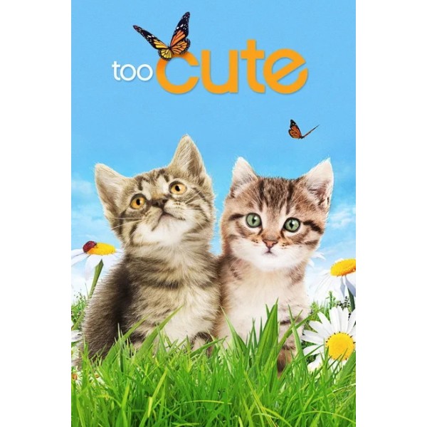 Too Cute Season 1-6 DVD Box Set