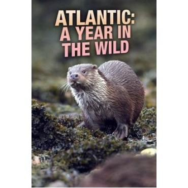 Atlantic: A Year in the Wild Season 1 DVD Box Set