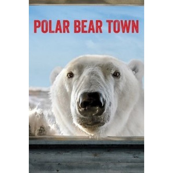 Polar Bear Town Season 1 DVD Box Set